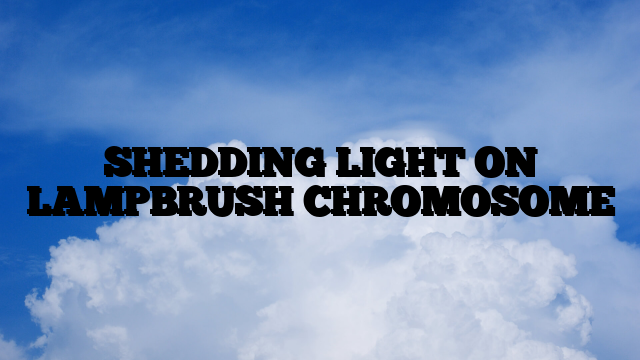SHEDDING LIGHT ON LAMPBRUSH CHROMOSOME