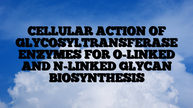 CELLULAR ACTION OF GLYCOSYLTRANSFERASE ENZYMES FOR O-LINKED AND N-LINKED GLYCAN BIOSYNTHESIS