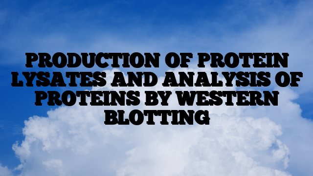 PRODUCTION OF PROTEIN LYSATES AND ANALYSIS OF PROTEINS BY WESTERN BLOTTING