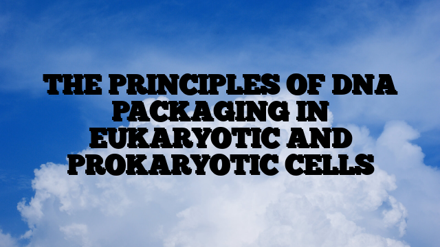 THE PRINCIPLES OF DNA PACKAGING IN EUKARYOTIC AND PROKARYOTIC CELLS